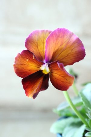 画像3: Nouvelle Vague〜ヌーヴェルヴァーグ〜 No.101