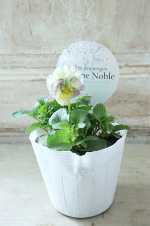 画像4: Fee des neiges Crepe Noble "フェデネージュ クレープ ノーブル" No.70