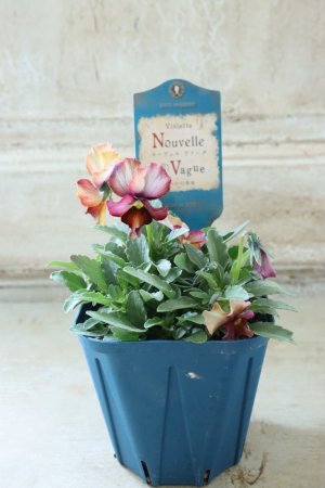 画像4: Nouvelle Vague〜ヌーヴェルヴァーグ〜 No.88