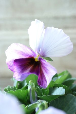 画像3: Nouvelle Vague〜ヌーヴェルヴァーグ〜 No.120