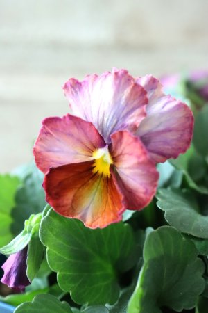 画像2: Nouvelle Vague〜ヌーヴェルヴァーグ〜 No.116