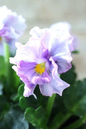 画像3: Nouvelle Vague〜ヌーヴェルヴァーグ〜 No.118