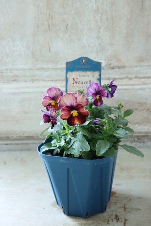 画像4: Nouvelle Vague〜ヌーヴェルヴァーグ〜 No.97