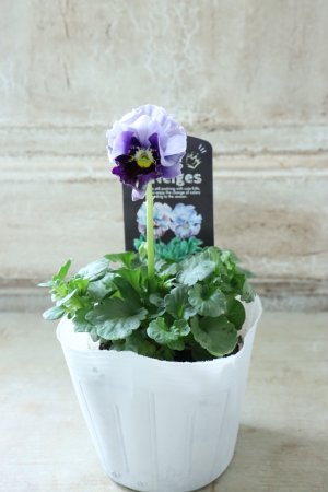 画像4: Fee des neiges  "フェデネージュ ブルー/パープル" No.68