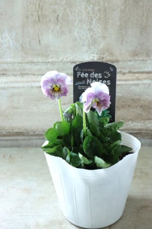 画像4: Fee des neiges  "フェデネージュ ブルー/パープル" No.67