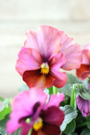 画像2: Nouvelle Vague〜ヌーヴェルヴァーグ〜 No.98