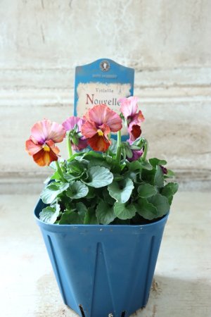 画像5: Nouvelle Vague〜ヌーヴェルヴァーグ〜 No.114