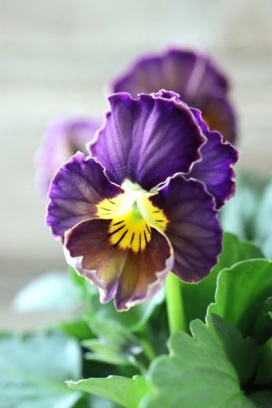 画像3: Nouvelle Vague〜ヌーヴェルヴァーグ〜 No.117