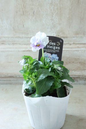 画像4: Fee des neiges  "フェデネージュ ブルー/パープル" No.65