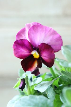 画像3: Nouvelle Vague〜ヌーヴェルヴァーグ〜 No.86