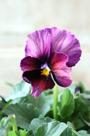 画像1: Nouvelle Vague〜ヌーヴェルヴァーグ〜 No.85