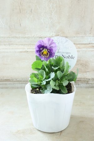 画像4: Fee des neiges Crepe Noble "フェデネージュ クレープ ノーブル" No.68