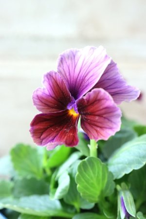 画像4: Nouvelle Vague〜ヌーヴェルヴァーグ〜 No.106