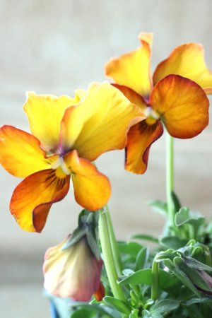 画像3: Nouvelle Vague〜ヌーヴェルヴァーグ〜 No.109