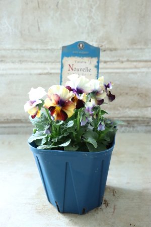 画像6: Nouvelle Vague〜ヌーヴェルヴァーグ〜 No.115