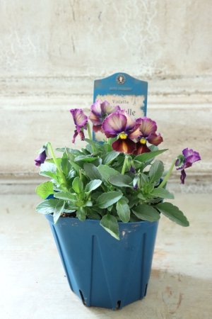 画像4: Nouvelle Vague〜ヌーヴェルヴァーグ〜 No.94