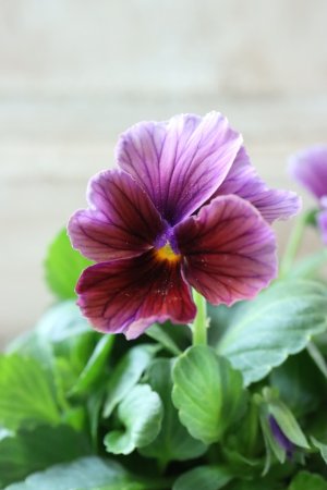 画像1: Nouvelle Vague〜ヌーヴェルヴァーグ〜 No.106