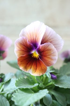 画像2: Nouvelle Vague〜ヌーヴェルヴァーグ〜 No.93