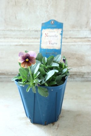 画像4: Nouvelle Vague〜ヌーヴェルヴァーグ〜 No.105