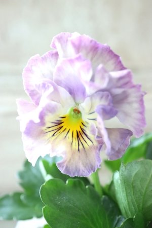 画像3: Fee des neiges Crepe Noble "フェデネージュ クレープ ノーブル" No.69