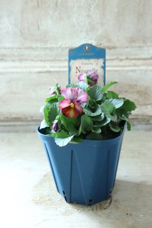 画像4: Nouvelle Vague〜ヌーヴェルヴァーグ〜 No.116