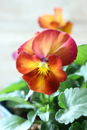 画像2: Nouvelle Vague〜ヌーヴェルヴァーグ〜 No.100