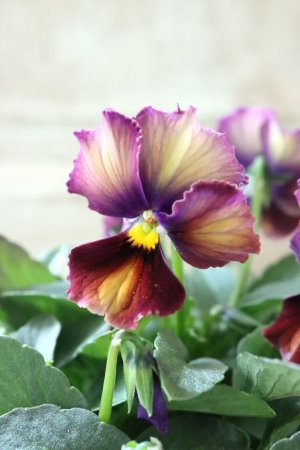 画像3: Nouvelle Vague〜ヌーヴェルヴァーグ〜 No.94