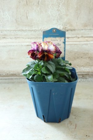 画像4: Nouvelle Vague〜ヌーヴェルヴァーグ〜 No.84