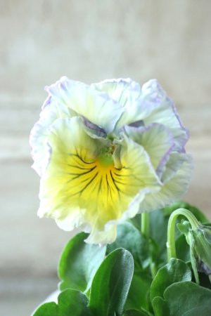 画像3: Fee des neiges Crepe Noble "フェデネージュ クレープ ノーブル" No.72