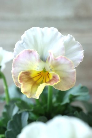 画像2: Nouvelle Vague〜ヌーヴェルヴァーグ〜 No.99