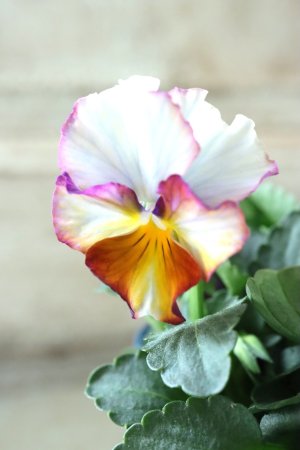 画像1: Nouvelle Vague〜ヌーヴェルヴァーグ〜 No.87