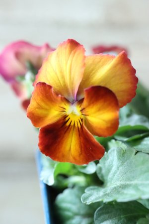 画像3: Nouvelle Vague〜ヌーヴェルヴァーグ〜 No.100