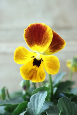 画像2: Nouvelle Vague〜ヌーヴェルヴァーグ〜 No.81