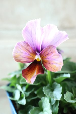 画像3: Nouvelle Vague〜ヌーヴェルヴァーグ〜 No.103