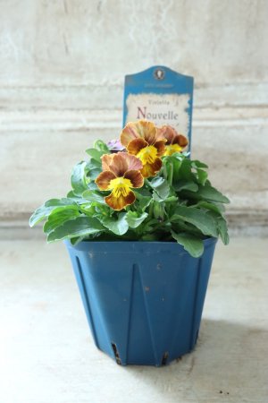 画像4: Nouvelle Vague〜ヌーヴェルヴァーグ〜 No.112