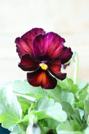 画像2: Nouvelle Vague〜ヌーヴェルヴァーグ〜 No.82