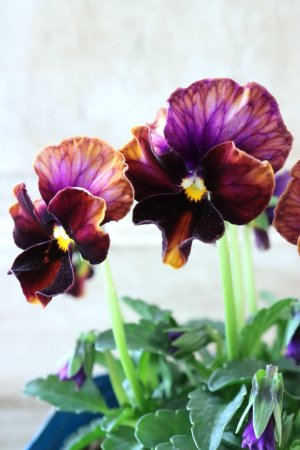 画像2: Nouvelle Vague〜ヌーヴェルヴァーグ〜 No.130