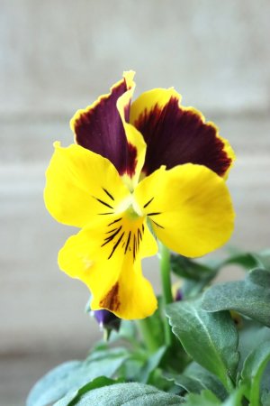 画像2: Nouvelle Vague〜ヌーヴェルヴァーグ〜 No.151