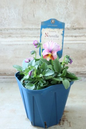 画像4: Nouvelle Vague〜ヌーヴェルヴァーグ〜 No.145