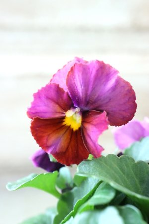 画像3: Nouvelle Vague〜ヌーヴェルヴァーグ〜 No.148