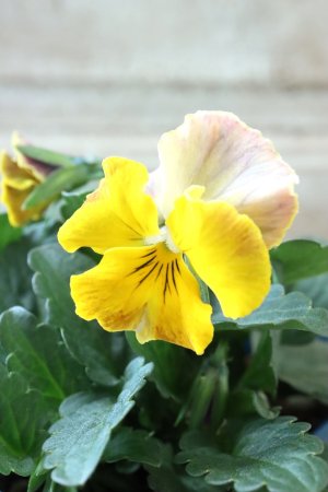 画像1: Nouvelle Vague〜ヌーヴェルヴァーグ〜 No.141