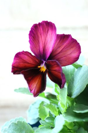 画像1: Nouvelle Vague〜ヌーヴェルヴァーグ〜 No.137