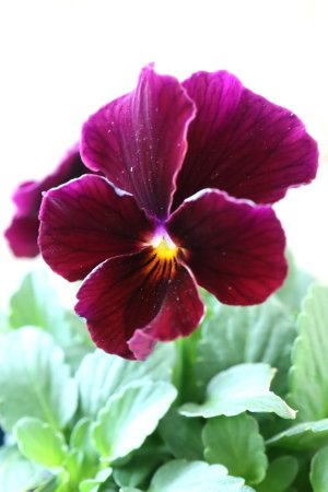 画像2: Nouvelle Vague〜ヌーヴェルヴァーグ〜 No.159