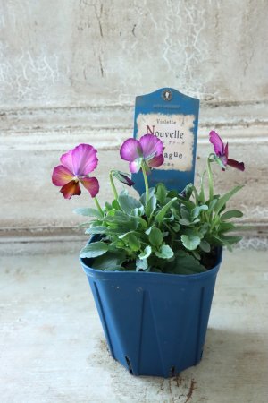 画像4: Nouvelle Vague〜ヌーヴェルヴァーグ〜 No.136