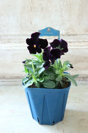 画像4: Nouvelle Vague〜ヌーヴェルヴァーグ〜 No.129