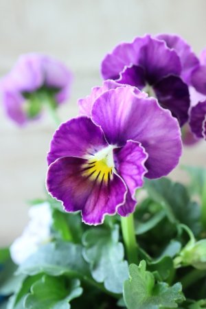 画像3: Nouvelle Vague〜ヌーヴェルヴァーグ〜 No.139