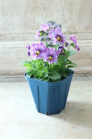 画像5: Nouvelle Vague collection "Lapis Lazuli"〜ヌーヴェルヴァーグ ラピスラズリ〜 No.8