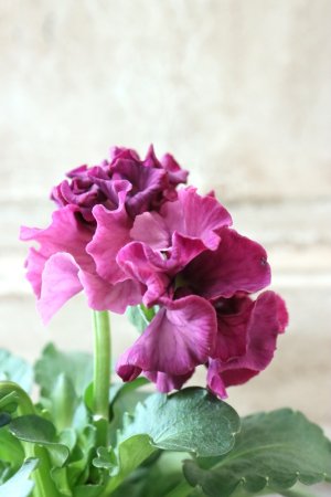 画像4: Robe de Antoinette Rococo〜ローブ・ドゥ・アントワネット ロココ〜 No.79