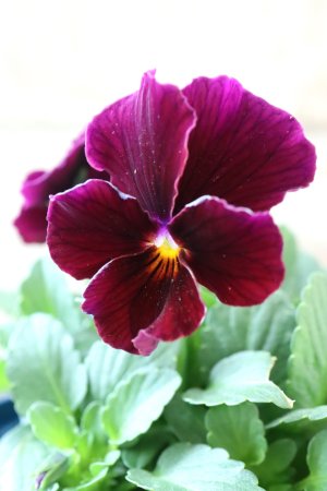 画像3: Nouvelle Vague〜ヌーヴェルヴァーグ〜 No.159