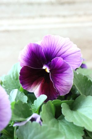 画像1: Nouvelle Vague〜ヌーヴェルヴァーグ〜 No.160